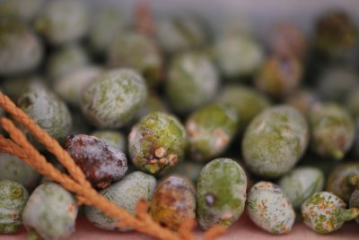 Juniperus scopulorum- jalovec skalní-zrající plody